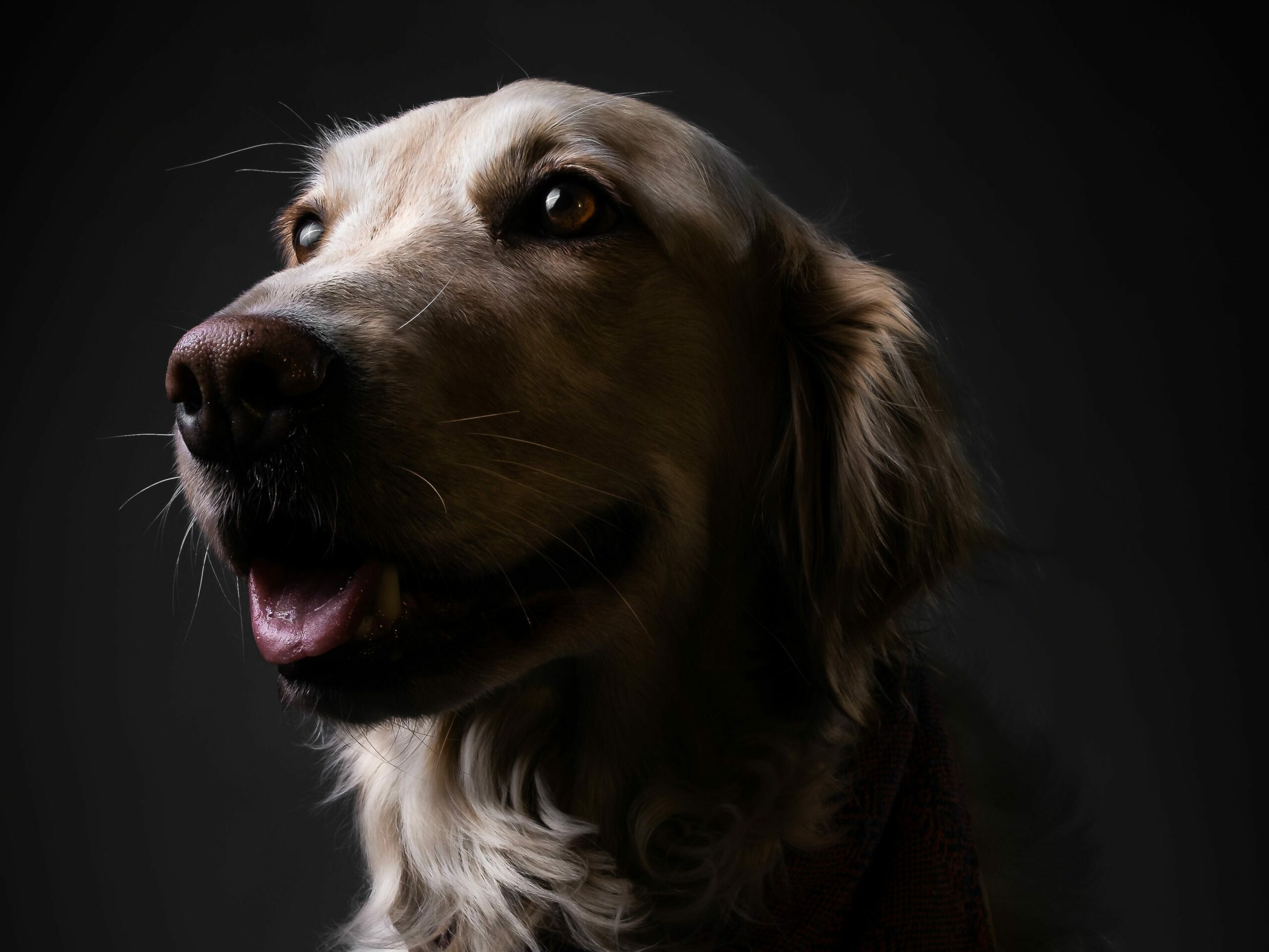 Portrait en gros plan d'un chien de type golden retriever, sachant que la perte d'un fidèle compagnon peut déclencher les premiers signes d'isolement chez une personne âgée.